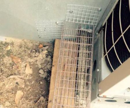 Wildlife Removal Burlington