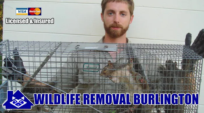 Wildlife Removal Burlington Picture 6