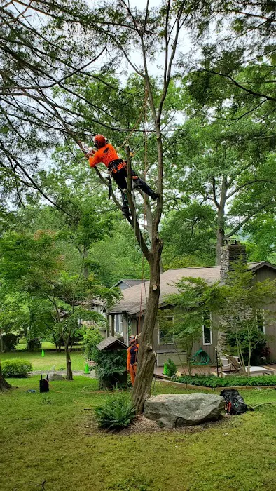 Barrett's Tree Service - SavATree Picture 8