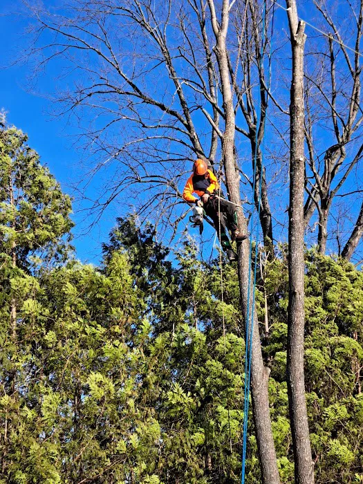 Barrett's Tree Service - SavATree Picture 2