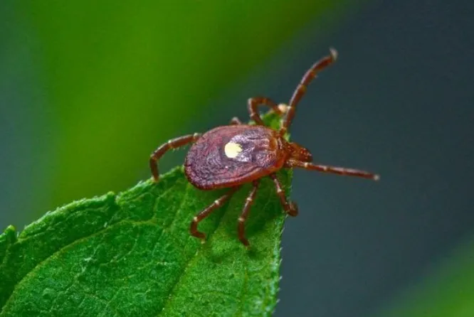 MOSQUITO ENEMY Picture 8