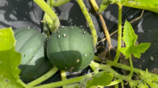 Nature's Defense Organic Tick and Mosquito Control Picture 9