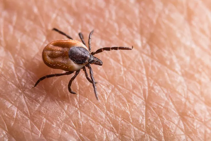 Nature's Defense Organic Tick and Mosquito Control Picture 3