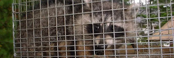 NH Animal Damage Control Picture 3