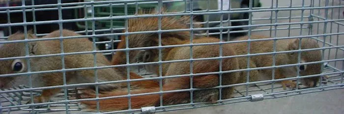 NH Animal Damage Control Picture 1