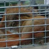 NH Animal Damage Control ico