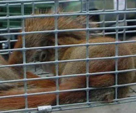NH Animal Damage Control