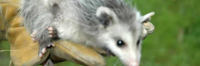 NH Animal Damage Control Picture 4