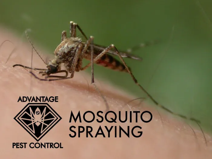 Advantage Pest Control, Inc Picture 1