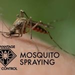 Advantage Pest Control, Inc