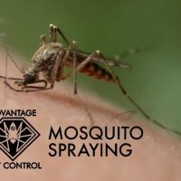 Advantage Pest Control, Inc ico