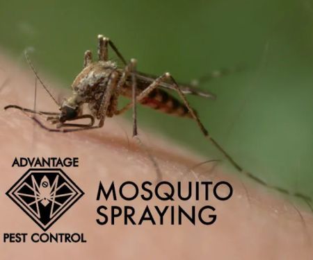 Advantage Pest Control, Inc