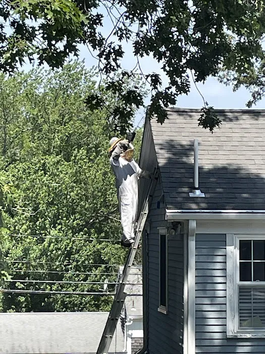 Yankee Pest Control Picture 8