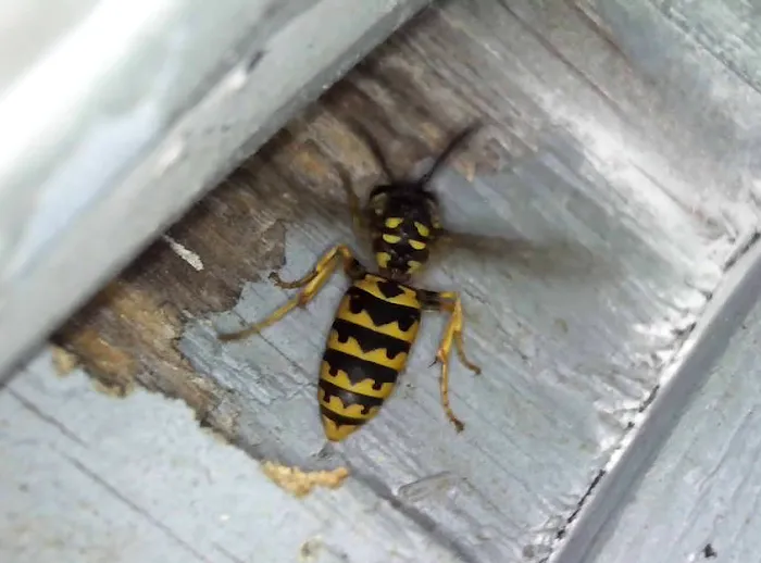 Yankee Pest Control Picture 7
