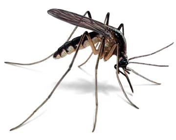 A1 Exterminators | Pest Control Solutions Picture 1