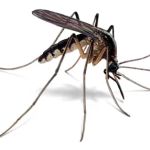 A1 Exterminators | Pest Control Solutions