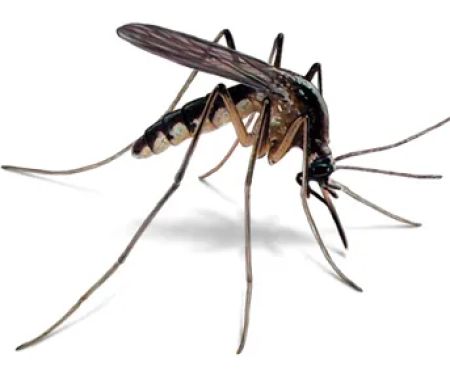 A1 Exterminators | Pest Control Solutions