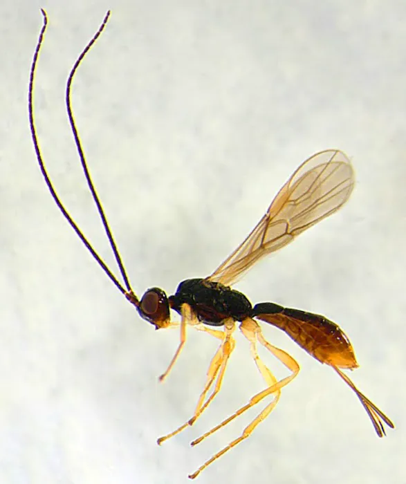A1 Exterminators | Pest Control Solutions Picture 3