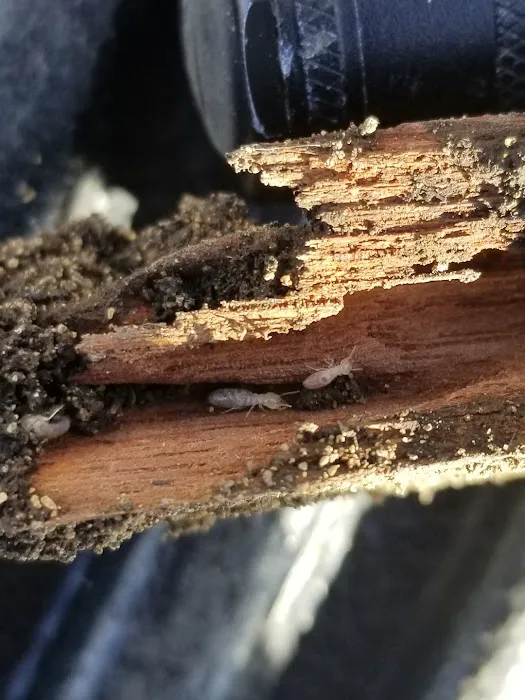 Advantage Pest Control, Inc Picture 5