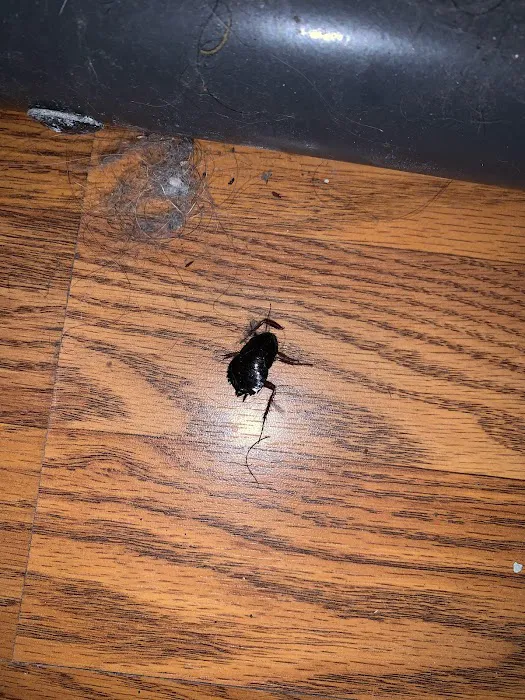 Boston Best Pest Control Picture 8