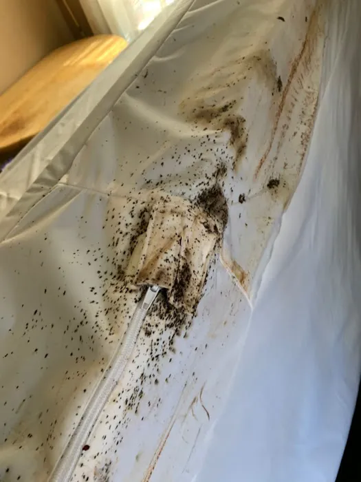Boston Best Pest Control Picture 1