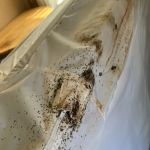 Boston Best Pest Control