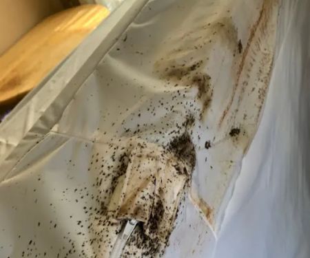 Boston Best Pest Control