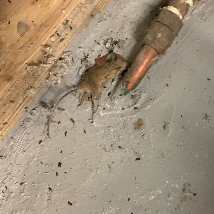 Boston Best Pest Control Picture 3