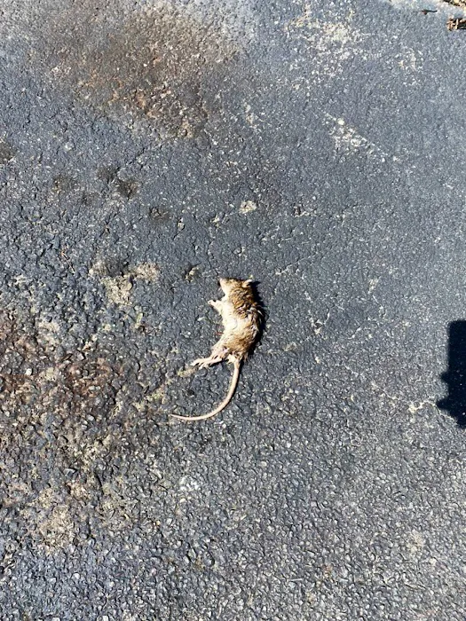 Boston Best Pest Control Picture 2