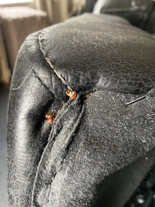 Boston Best Pest Control Picture 4