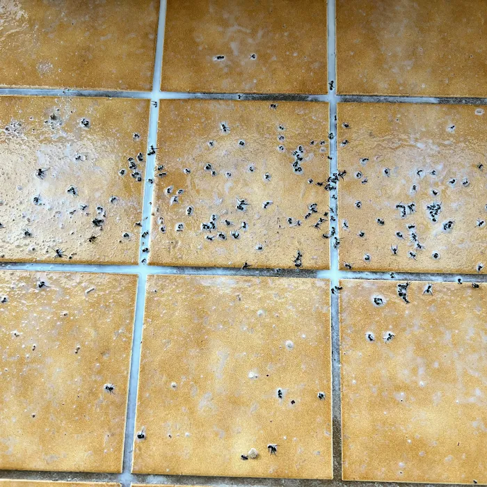 Boston Best Pest Control Picture 9
