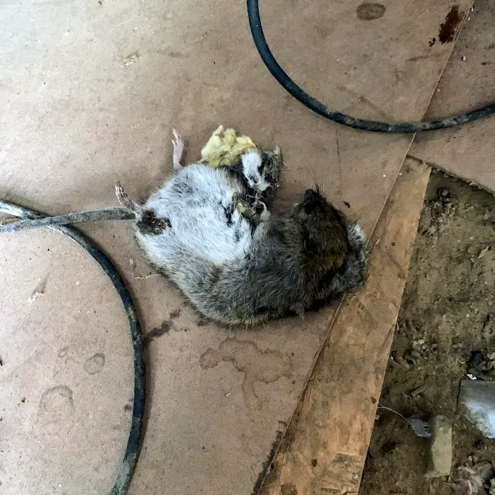 Boston Best Pest Control Picture 5