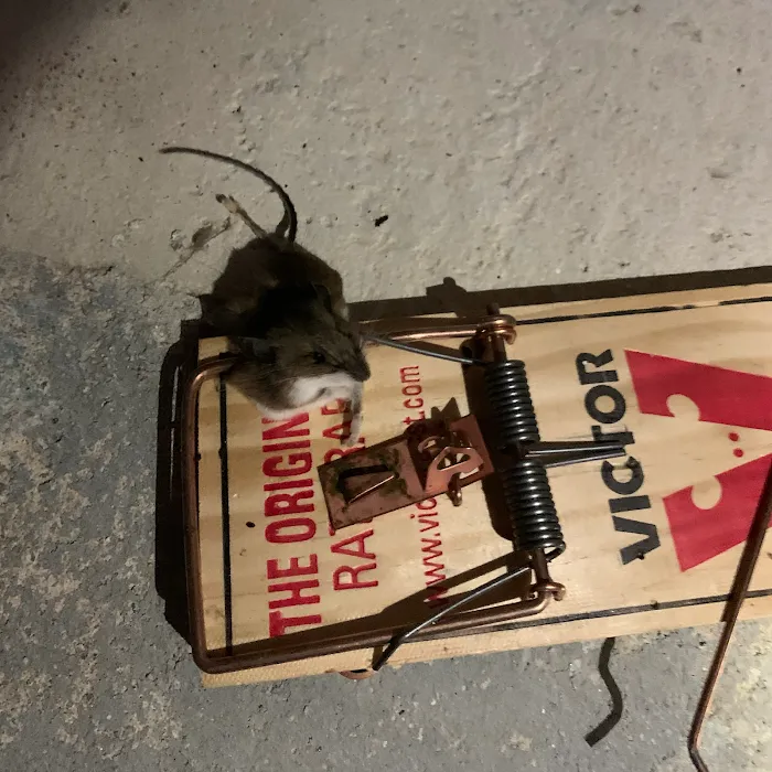 Boston Best Pest Control Picture 10