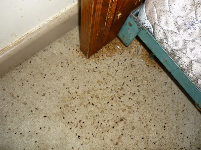 A1 Exterminators Picture 6