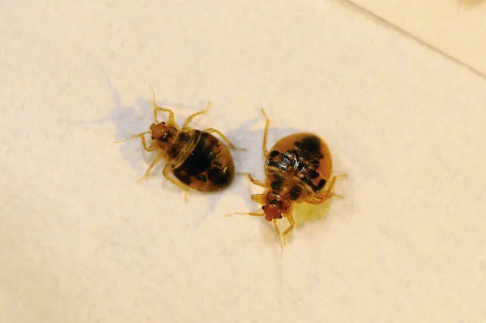 A1 Exterminators Picture 8