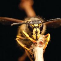 A1 Exterminators ico