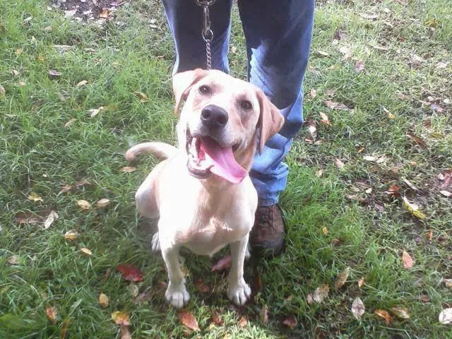 Sniff K9s Picture 5
