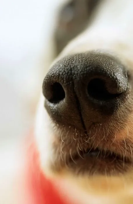 Sniff K9s Picture 3