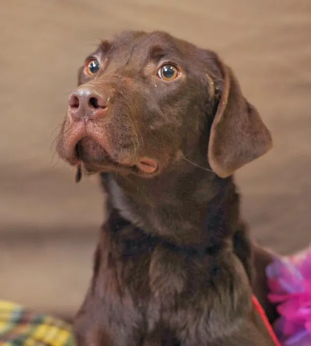 Sniff K9s Picture 6