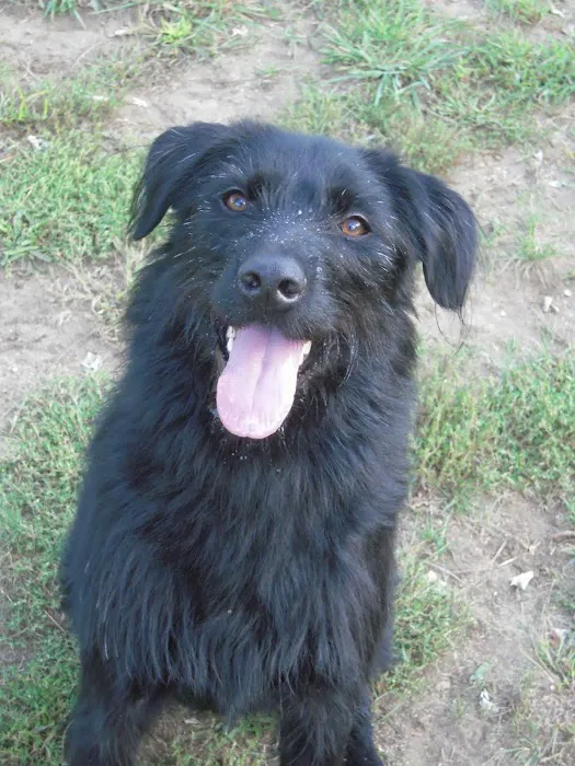 Sniff K9s Picture 2