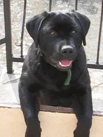 Sniff K9s Picture 8