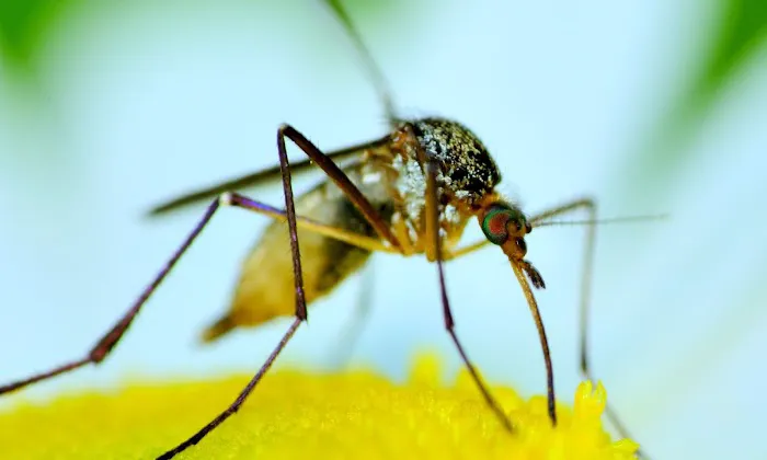 Mosquito Squad of Southeastern Massachusetts Picture 3