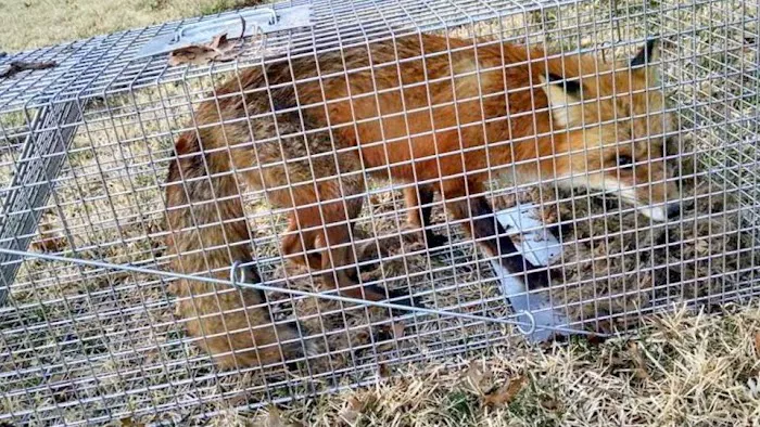 Boston Wildlife Pest Control Picture 1