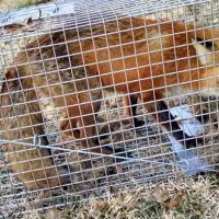 Boston Wildlife Pest Control ico