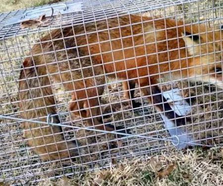 Boston Wildlife Pest Control