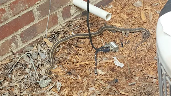 Boston Wildlife Pest Control Picture 3