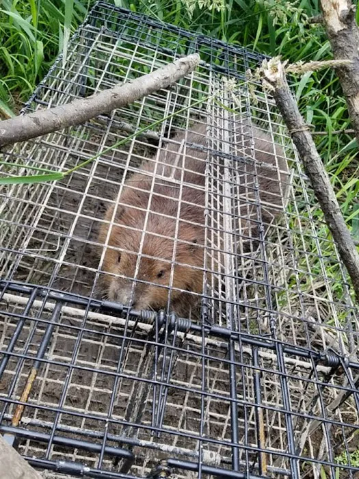Boston Wildlife Pest Control Picture 8