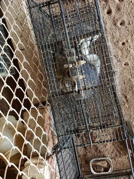 Boston Wildlife Pest Control Picture 2