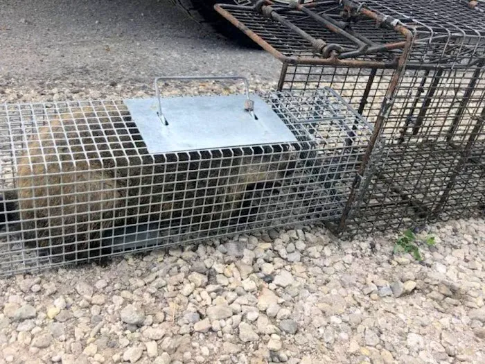 Boston Wildlife Pest Control Picture 7