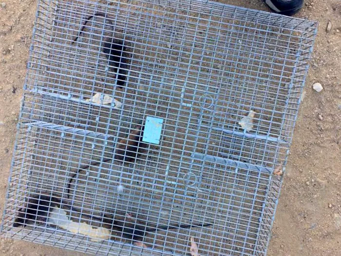 Boston Wildlife Pest Control Picture 10